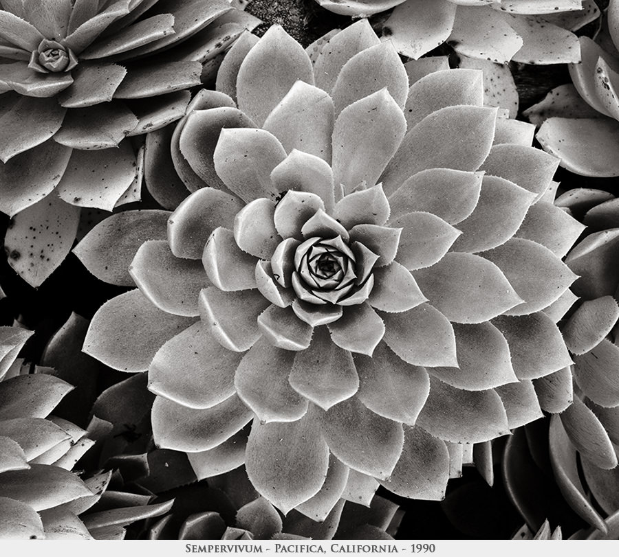 sempervivum
