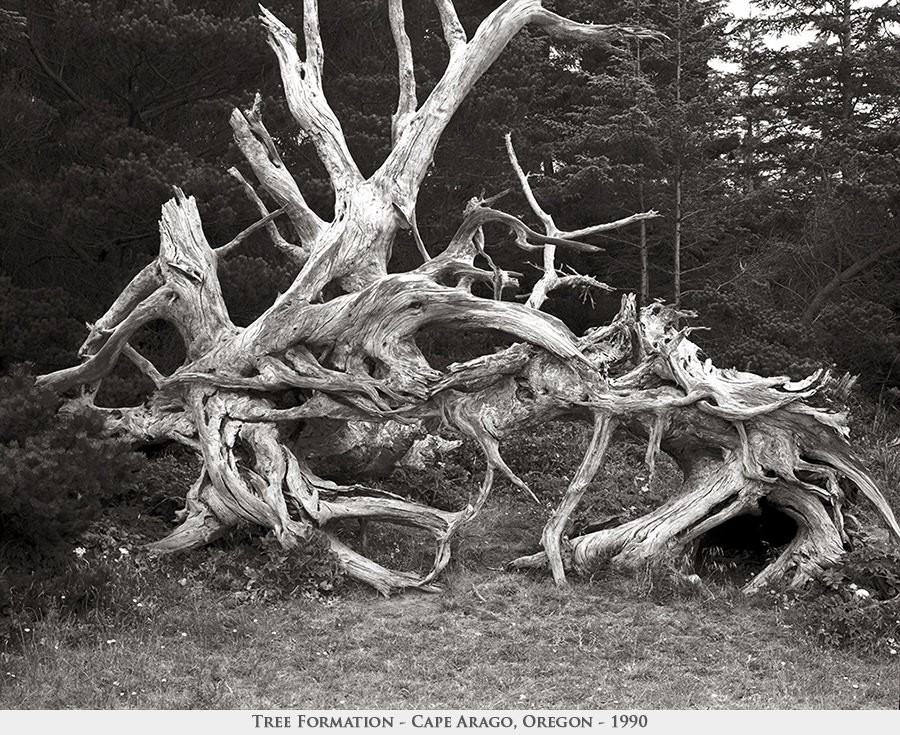 tree formation