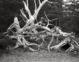 tree formation