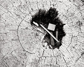 crosscut driftwood