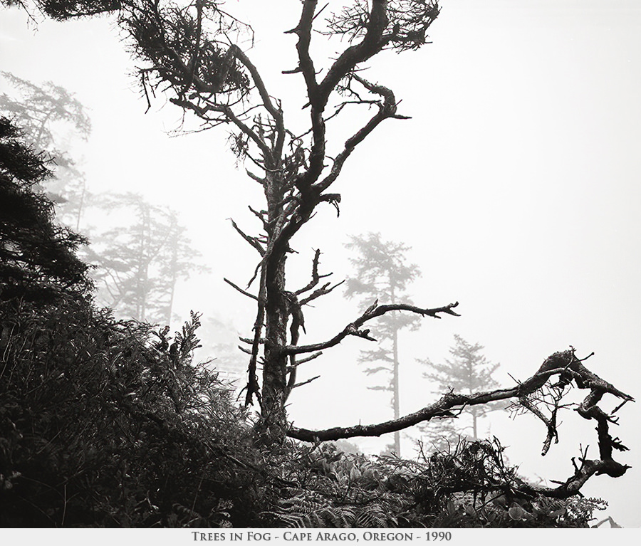 trees in fog