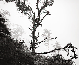 trees in fog