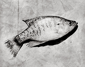 crappie