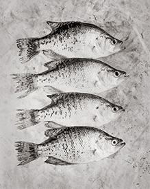 four crappie