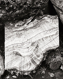Firewood II