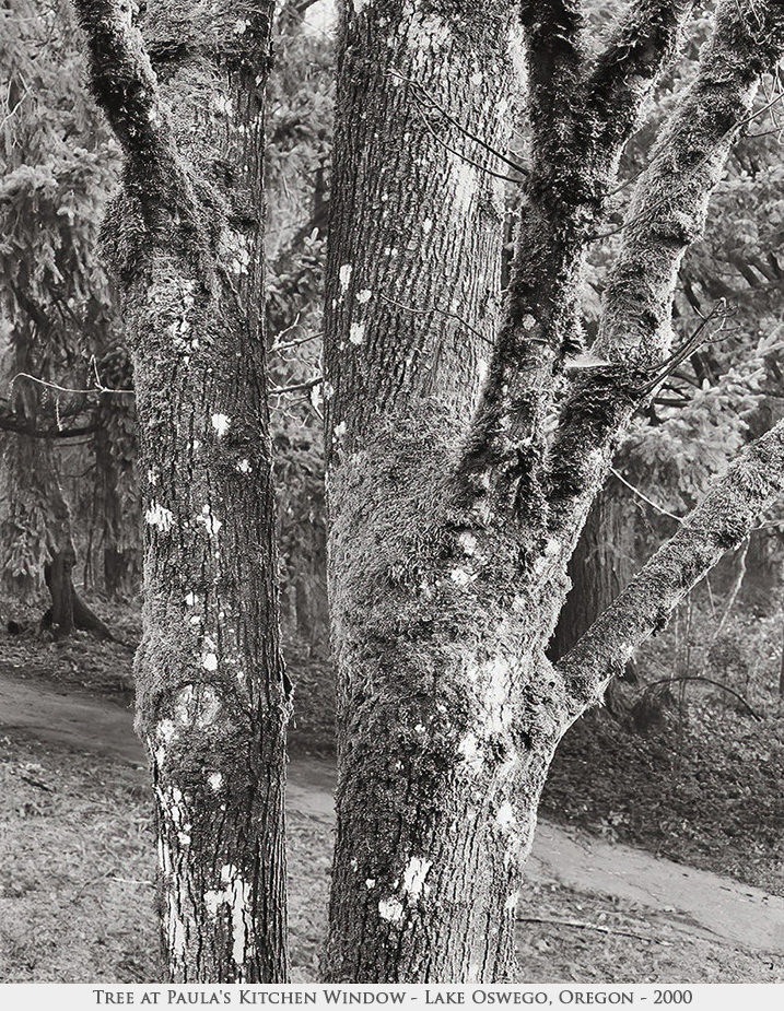 Tree at Paula's Kitchen Window