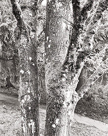 Tree at Paula's Kitchen Window