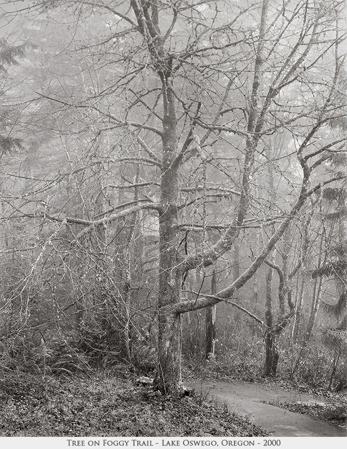 Tree on Foggy Trail