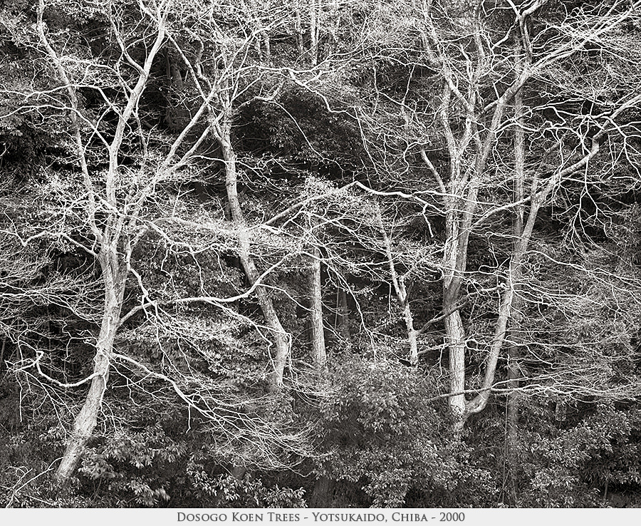 Dosogo Koen trees