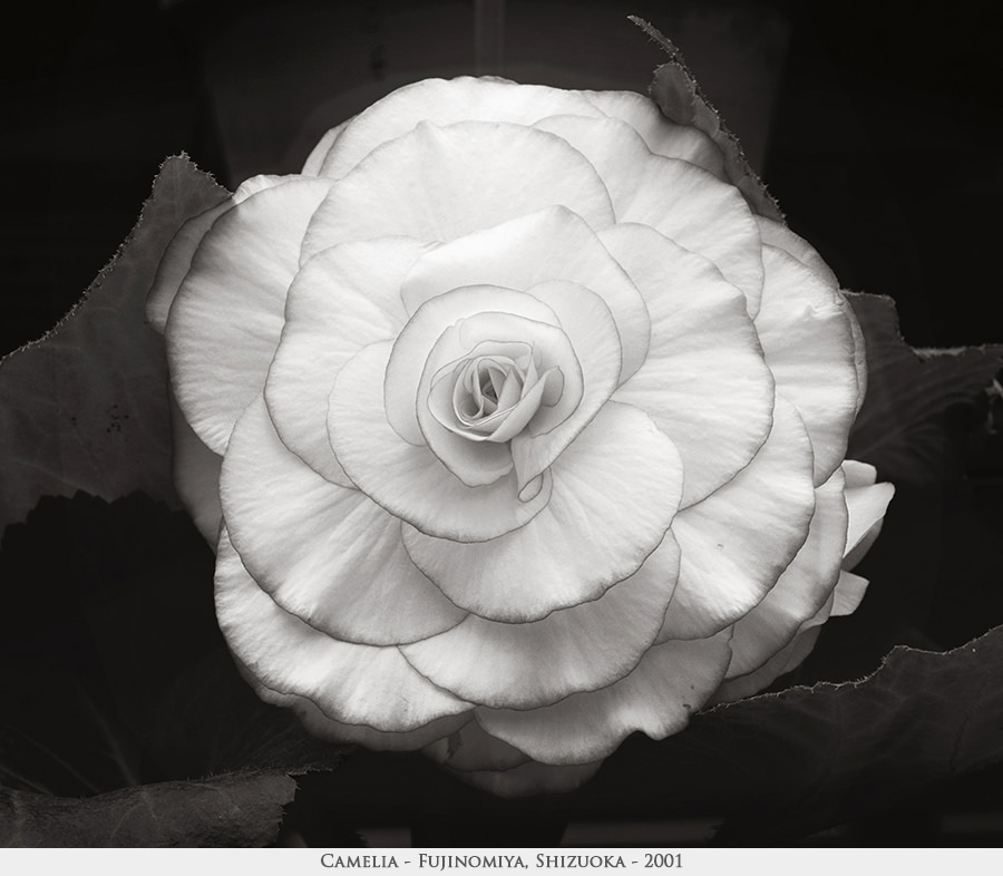 camelia
