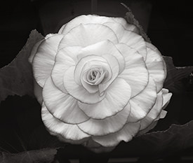 camelia