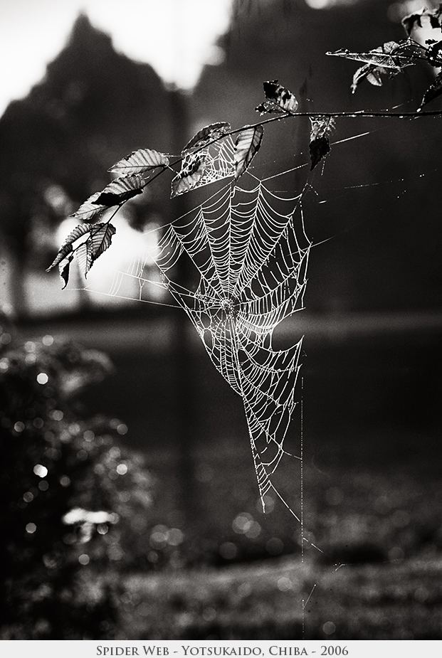 Spider Web