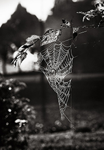 Spider Web