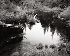 white log