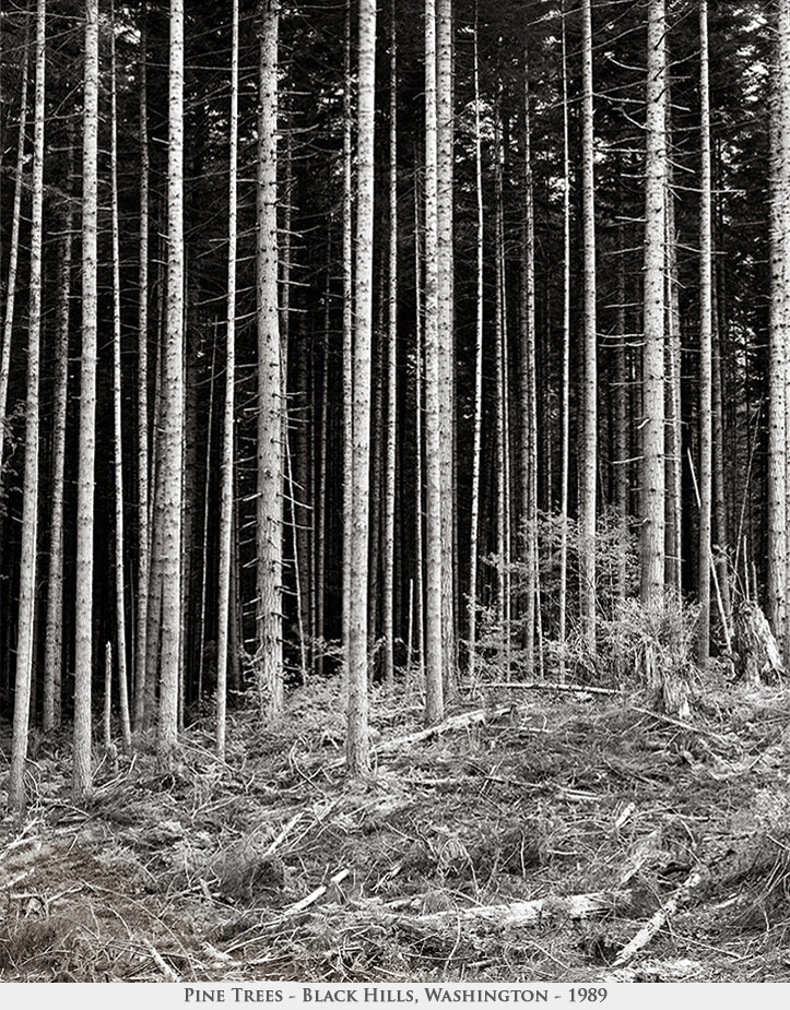 pine trees