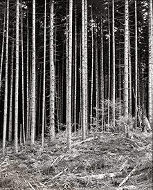 pine trees