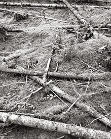 fallen logs
