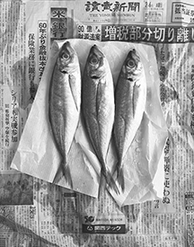 triple aji