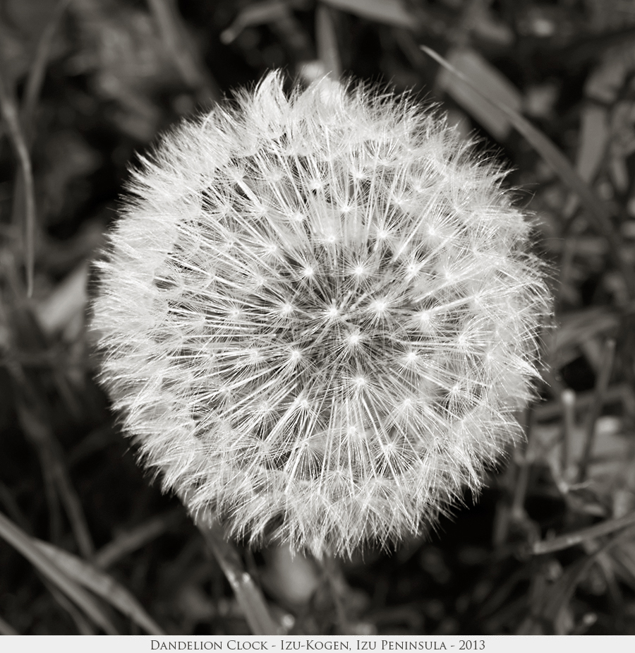 Dandelion Clock