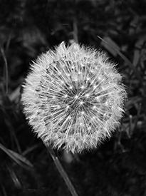 Dandelion Clock