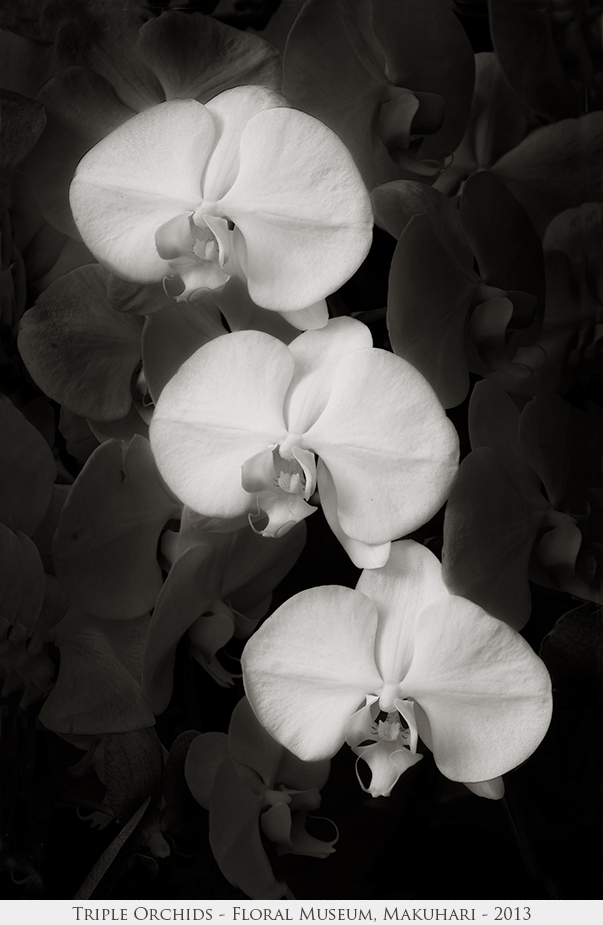 Triple Orchids