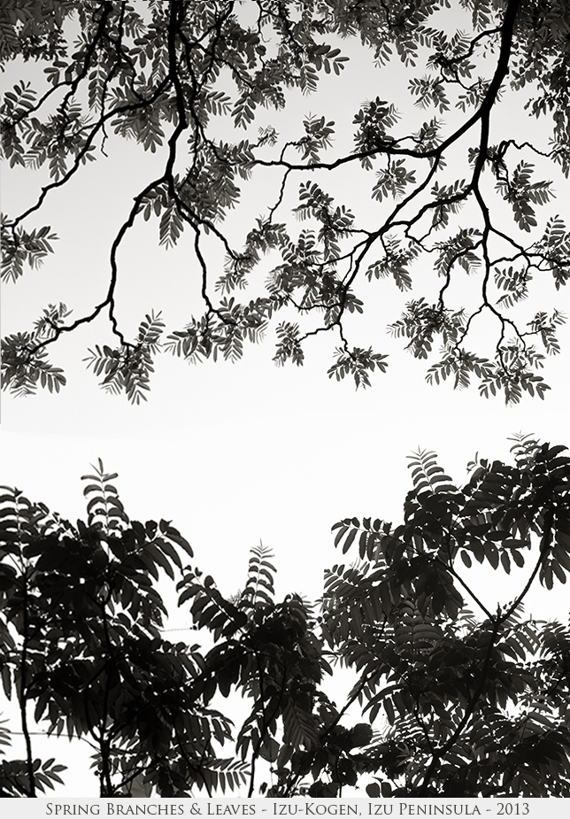 Spring Branches & Leaves