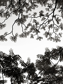 Spring Branches & Leaves