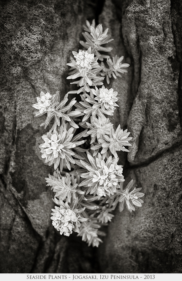 Seaside Plants