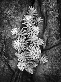 Seaside Plants