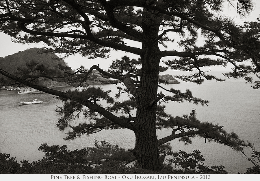 Pine Tree & Fishing Boat