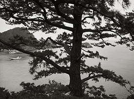 Pine Tree & Fishing Boat