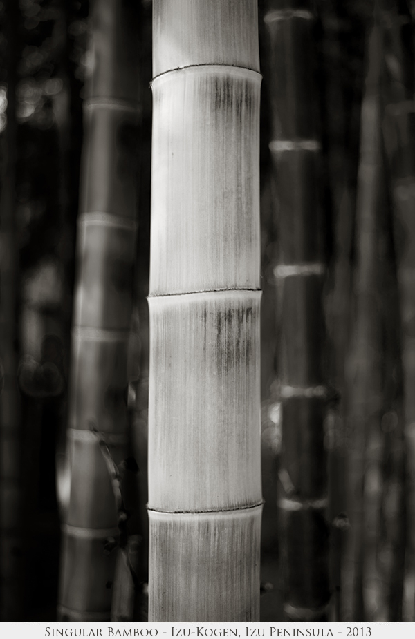 Singular Bamboo