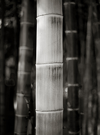 Singular Bamboo
