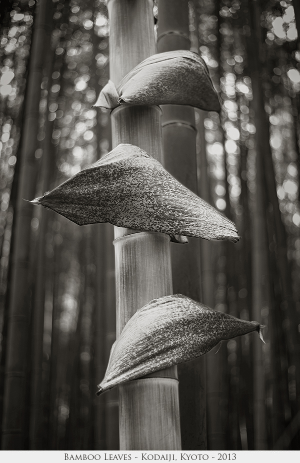 Bamboo Leaves