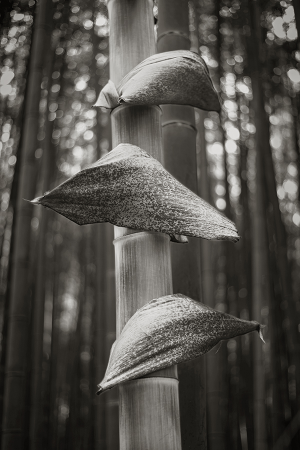 Bamboo Leaves