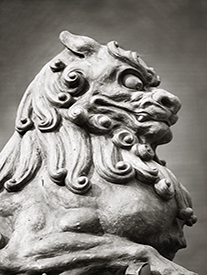 Lion Detail