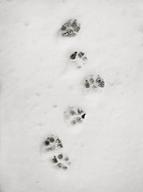 Jo Prints