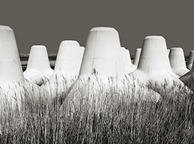 New Tetrapods
