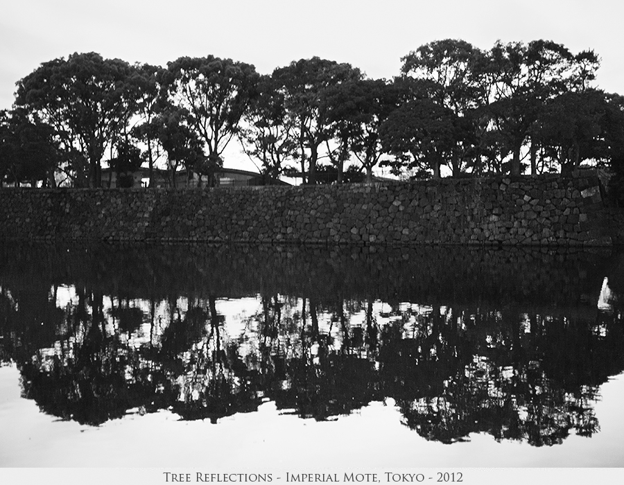 Tree Reflections