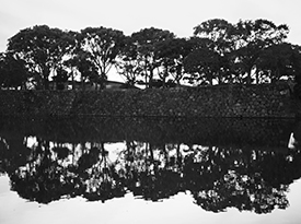 Tree Reflections