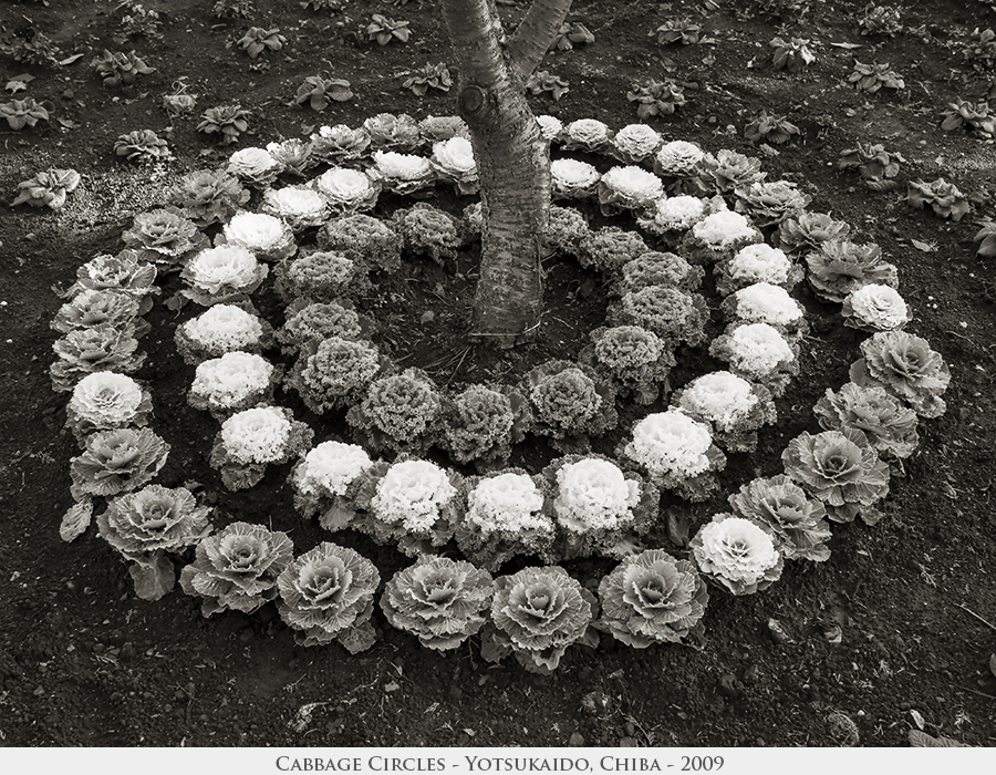 Cabbage Circles