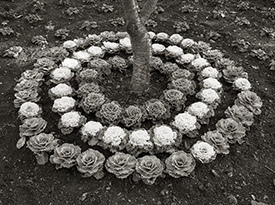 Cabbage Circles