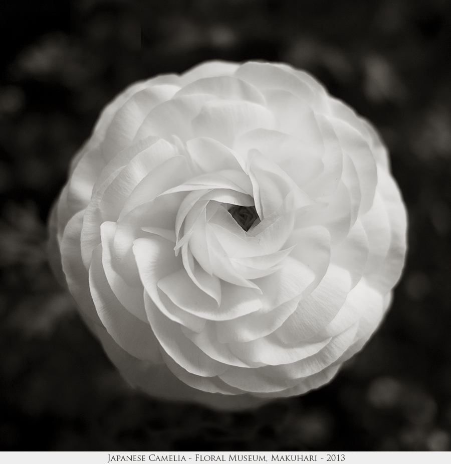 Japanese Camelia