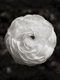 Japanese Camelia