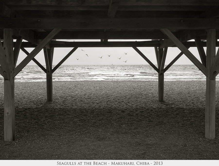 Seagulls at the Beach