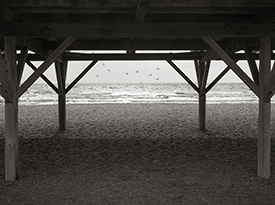 Seagulls at the Beach