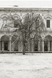 La Statale Tree