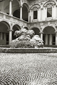La Statale Bushes