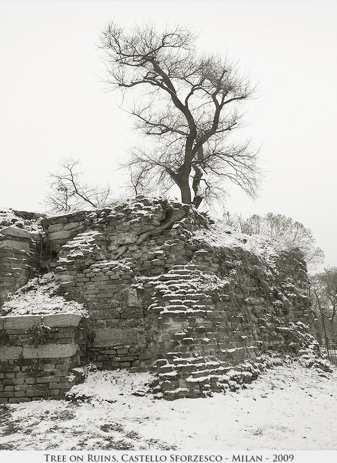 Tree on Ruins, Castello Sforzesco