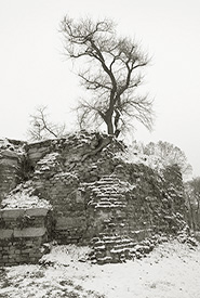 Tree on Ruins, Castello Sforzesco